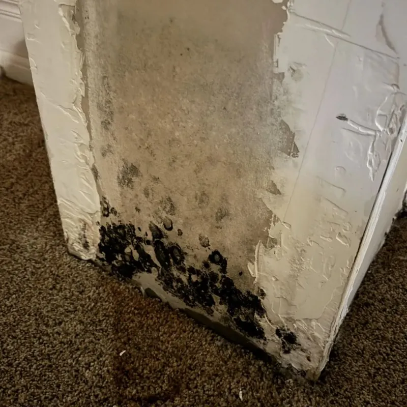 Professional Mold Removal in Clive, IA